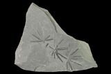 Pennsylvanian Fossil Horsetail (Annularia) Plate - Kentucky #142576-1